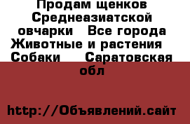 Продам щенков Среднеазиатской овчарки - Все города Животные и растения » Собаки   . Саратовская обл.